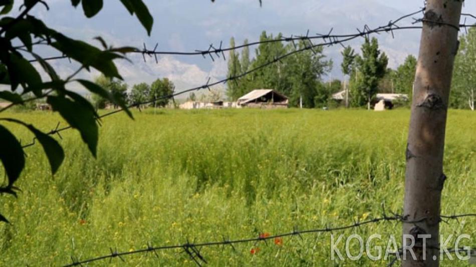 Өзбекстанда кармалып турган эки жаран кайтарылды