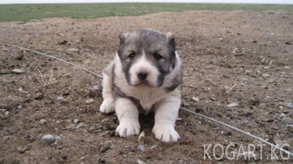 Түркмөн алабайлары аскердик кызматта колдонулат