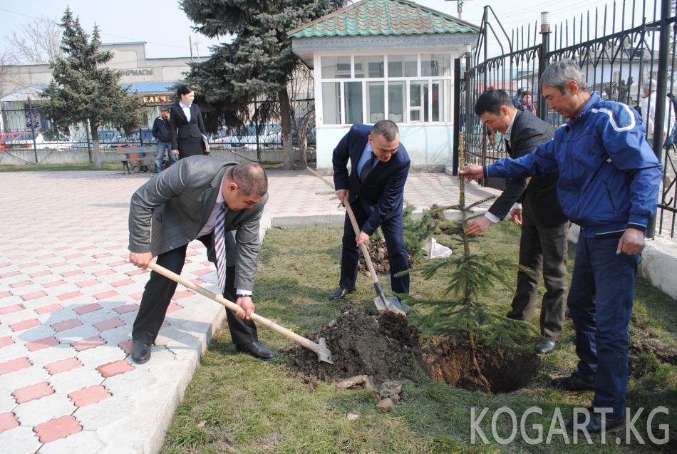 Жалал-Абадда коомдук жайларга бак көчөттөрү отургузулуп жатат