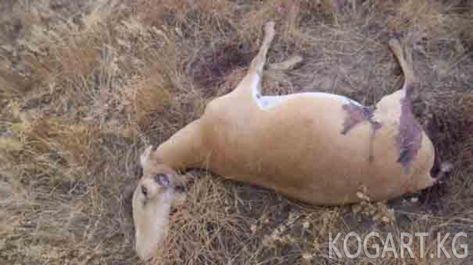 Казакстанда «аткезчи» мамлекетке 170 миллион теңге зыян келтирген