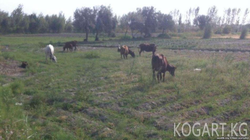 Өзбекстанда дыйкандардын жерлери жапырт түрдө мамлекетке алынууда