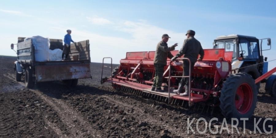 Жалал-Абад облусунда эгин аянттарынын жарымынан көбү айдалды